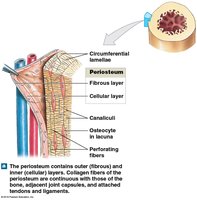 The periosteum