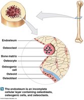The endosteum