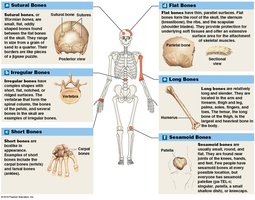 Classification of bones by shape