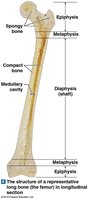 Structure of a representative long bone
