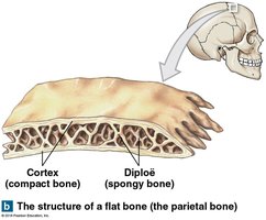 Structure of a flat bone