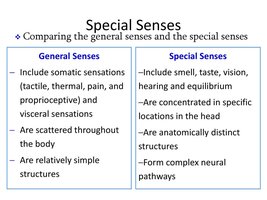 Comparison of general and special senses