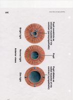 Iris and pupil response to lighting