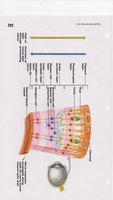 Retinal layers