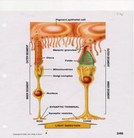 Structure of rods and cones