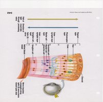 Retinal layers and visual signal pathway