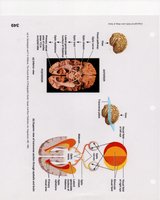 Neural pathway from eye to brain
