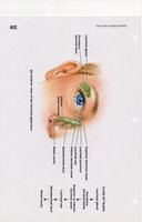 Accessory structures and lacrimal apparatus of the eye