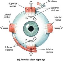 Extrinsic eye muscles