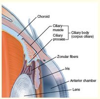 Eye anatomy: chambers and ciliary body