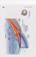 Detailed anatomy of the anterior chamber