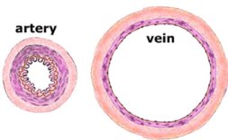 Cross-section of artery and vein
