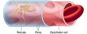 Continuous capillary structure