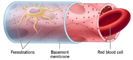 Fenestrated capillary structure