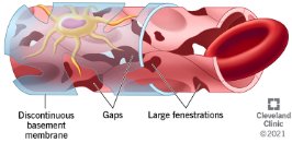 Sinusoid capillary structure