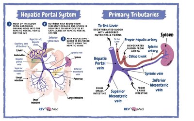Hepatic portal system and tributaries