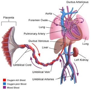 Fetal circulation diagram