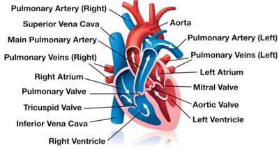 Heart blood flow diagram