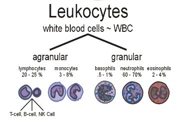 Leukocyte classification chart