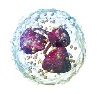 Neutrophil cell image