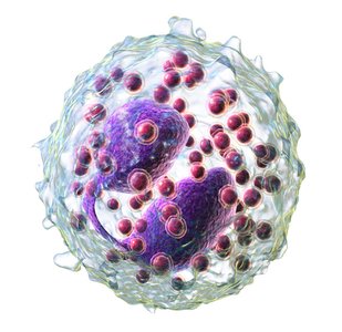 Eosinophil cell image
