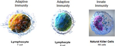 Lymphocyte and NK cell images