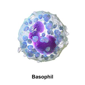 Basophil cell image
