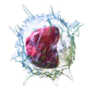 Monocyte cell image