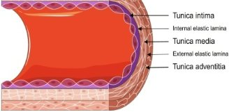 Blood vessel wall layers