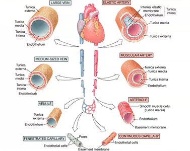 Diagram of vessel types and heart