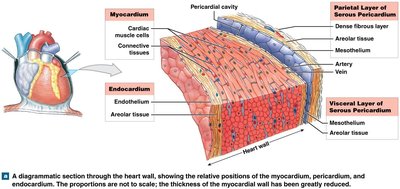 Section through the heart wall showing myocardium, pericardium, and endocardium