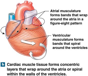 Cardiac muscle tissue forms concentric and spiral layers