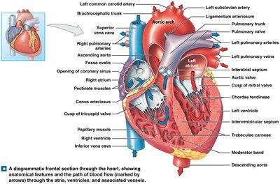 Frontal section through the heart showing anatomical features and blood flow