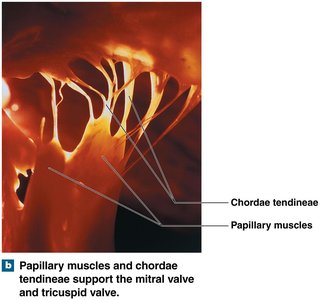 Papillary muscles and chordae tendineae support the mitral and tricuspid valves