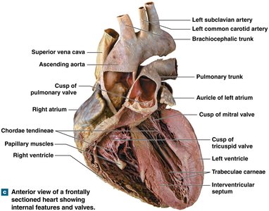 Anterior view of a sectioned heart showing internal features and valves