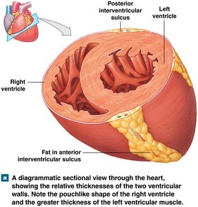 Sectional view showing thickness of ventricular walls