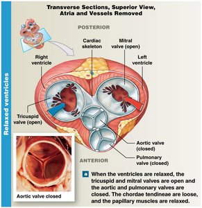 Transverse section showing relaxed ventricles and open AV valves