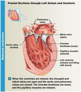 Frontal section showing relaxed ventricles and open AV valves
