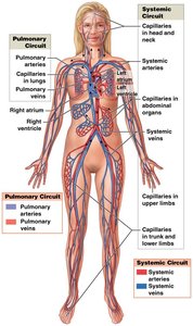 Overview of the cardiovascular system showing pulmonary and systemic circuits