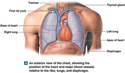 Anterior view of the chest showing the position of the heart and major blood vessels