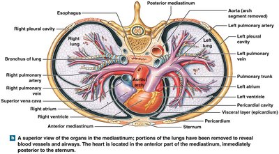 Superior view of the mediastinum showing the heart and major vessels