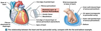 Relationship between the heart and the pericardial cavity