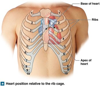 Heart position relative to the rib cage