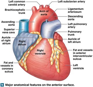 Major anatomical features on the anterior surface of the heart