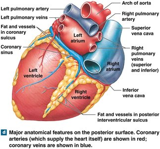 Major anatomical features on the posterior surface of the heart