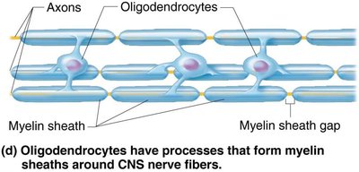 Satellite cells and Schwann cells in PNS