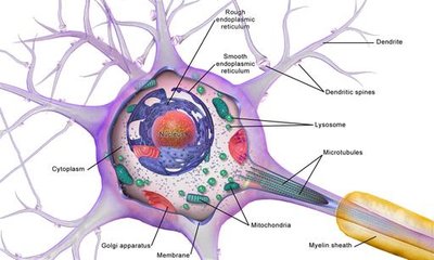 Neuron cell body and dendritic spines