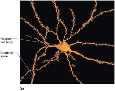 Neuron with dendritic spines