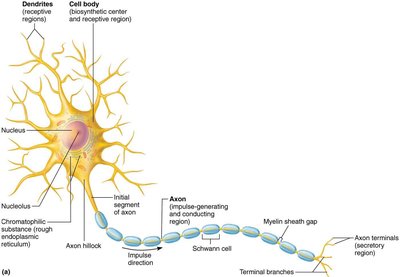 Neuron structure with axon, Schwann cell, and nodes of Ranvier