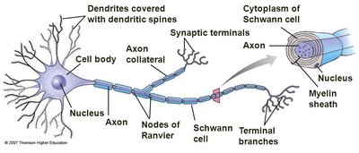 Oligodendrocytes forming myelin sheaths in CNS
